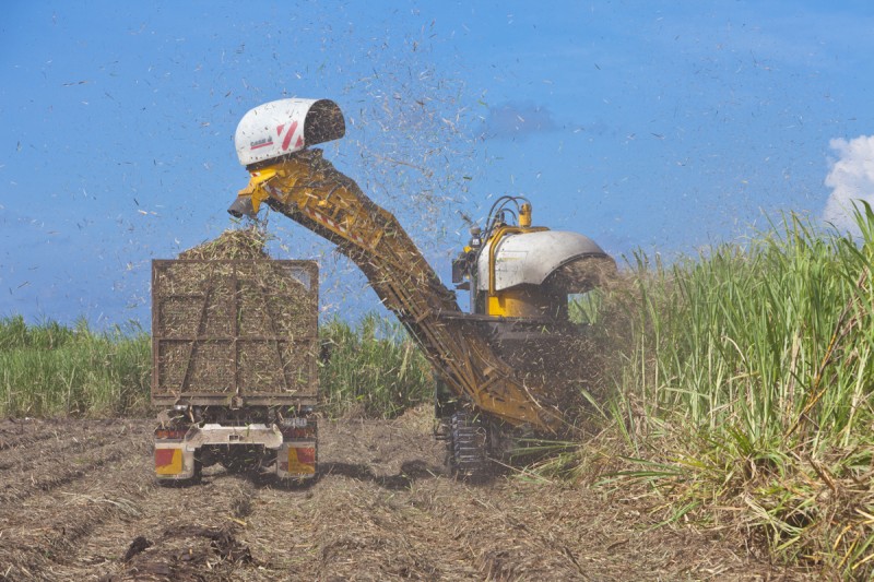 Industry Unites to Safeguard Wide Sugar Jobs Australian